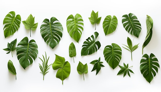 Jungle green leaves white background isolated