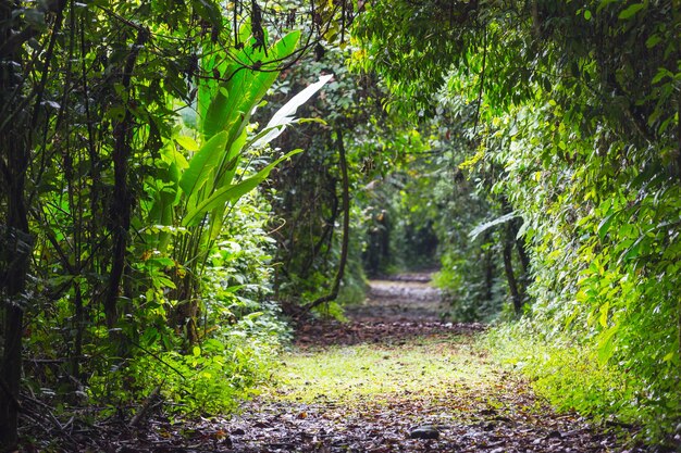 Jungle in Hawaii