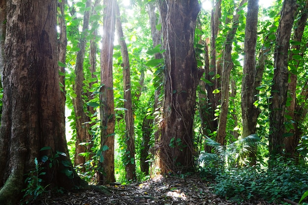 ハワイのジャングル