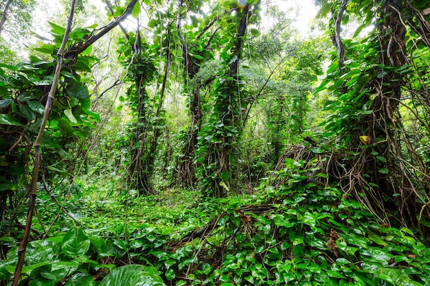 Jungle in Hawaii