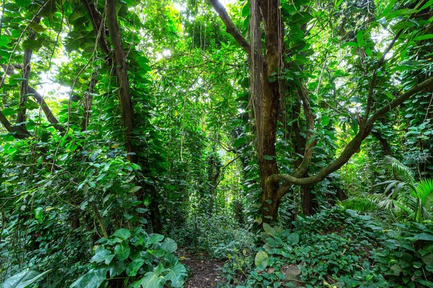 Jungle in Hawaii