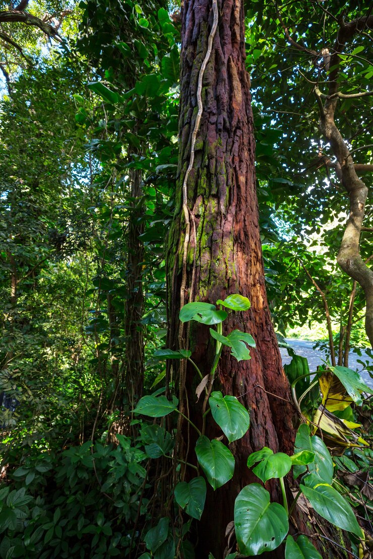 Photo jungle in hawaii