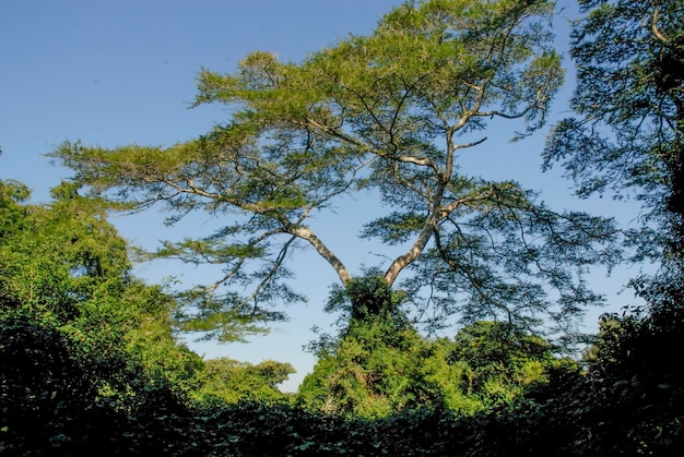 Jungle in de buurt van de monding van Santa Lucia in Zuid-Afrika