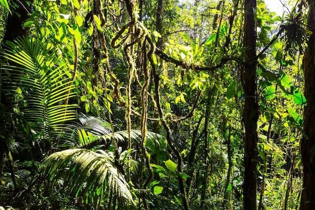 Jungle in Hawaï