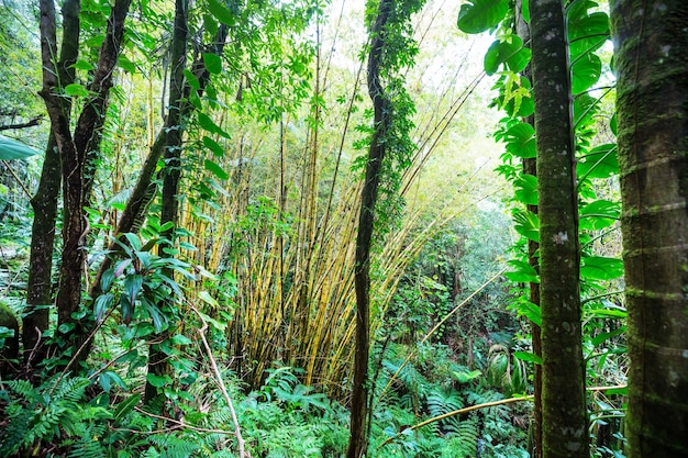 Jungle in Hawaï