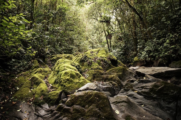 Foto jungle in het vulkaangebied