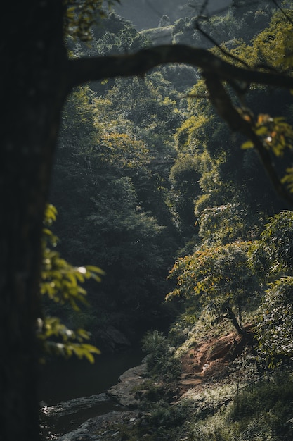 Jungle in Sa Pa Vietnam