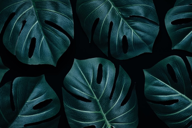 Jungle minimal moody layout magic monstera leaves in the rainforest as a creative pattern