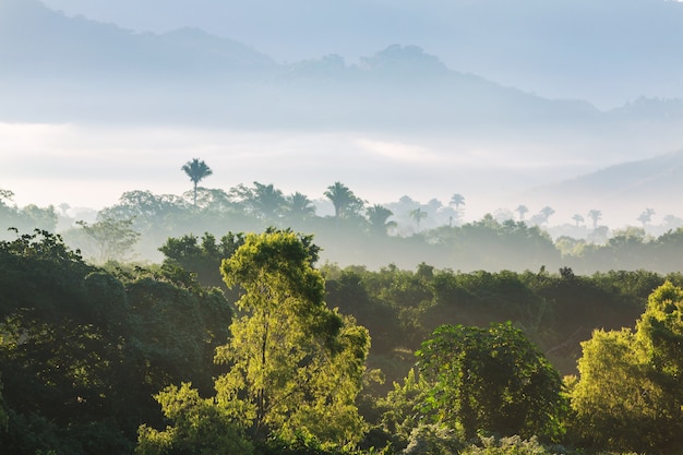 Jungle and mountains in the rainy season in Mexico