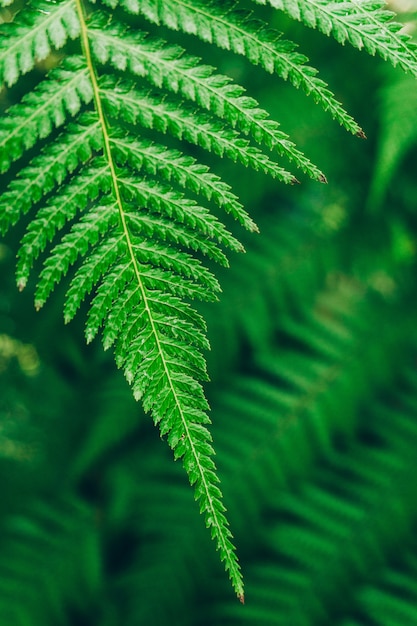 Jungle plants background. Tropical thickets and bushes in the jungle.