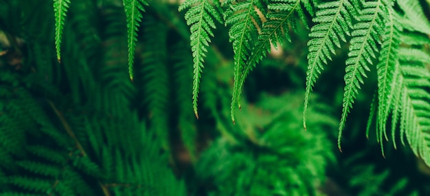 Jungle plants background. Tropical thickets and bushes in the jungle.