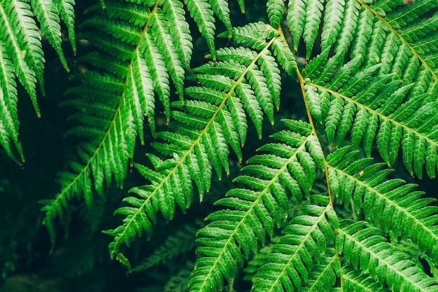 Jungle plants background. Tropical thickets and bushes in the jungle.