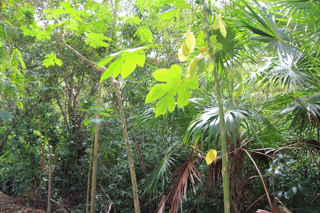 jungle rainforest atmosphere green background