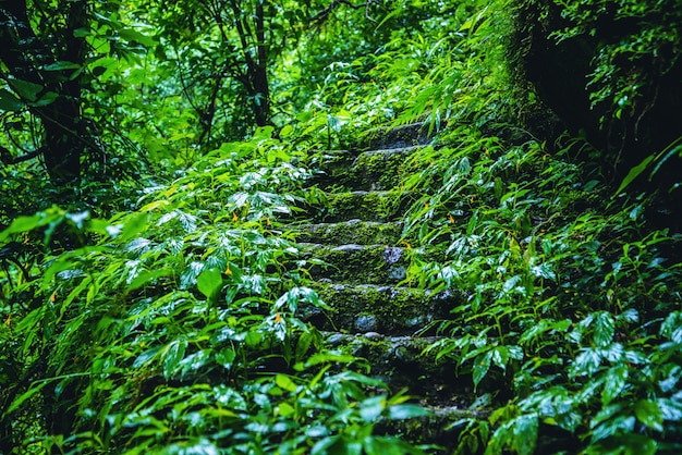 the Jungle the rainy season at Doi intanon Chiangmai