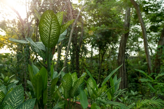 Jungle reus dieffenbachia zon mexico. hoge kwaliteit foto