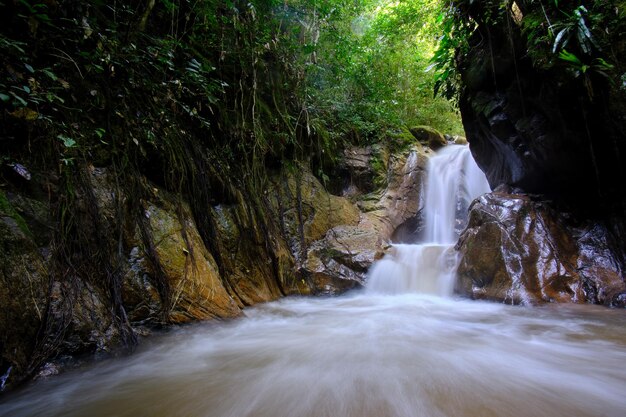 Jungle and river