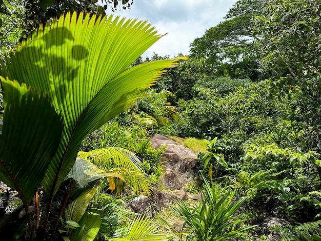 A jungle scene with a jungle scene and trees in the background