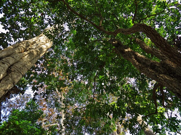 The jungle on south Laos