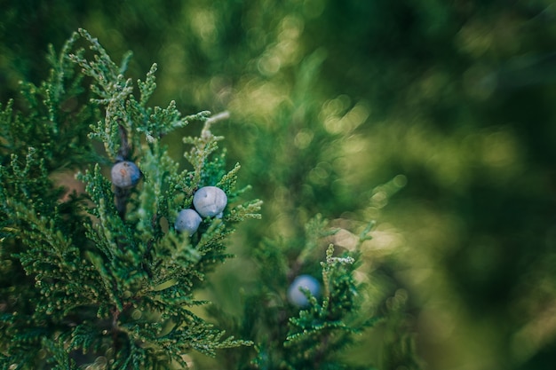 Juniper berries beautiful natural background