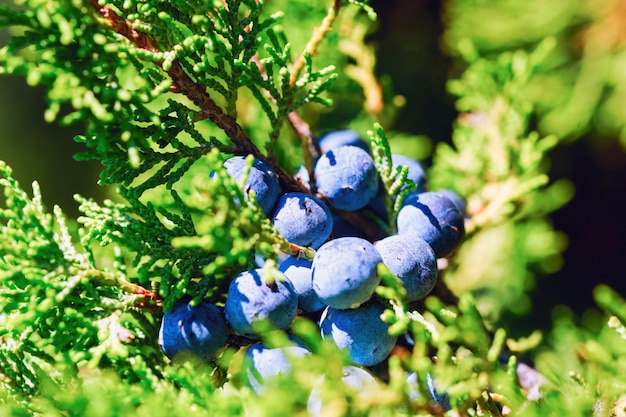 Juniper berries on the branch.