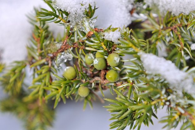 Juniper berries 