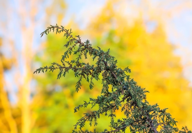 Juniper boom close-up