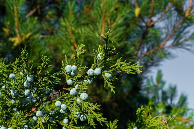 Juniper bos met bessen op zomertuin.