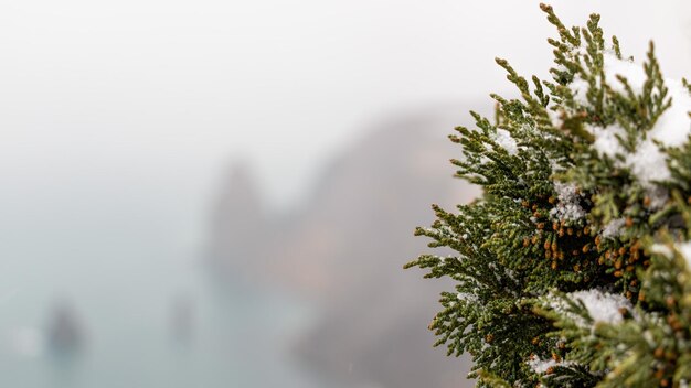 Juniper branches and cones under snow and ice on overcast snowy day juniperus chinensis winter time