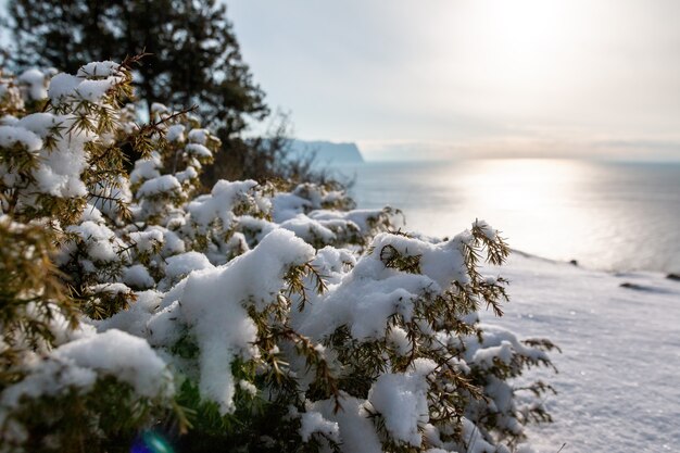 Juniper branches and cones under snow and ice on overcast snowy day juniperus chinensis winter time