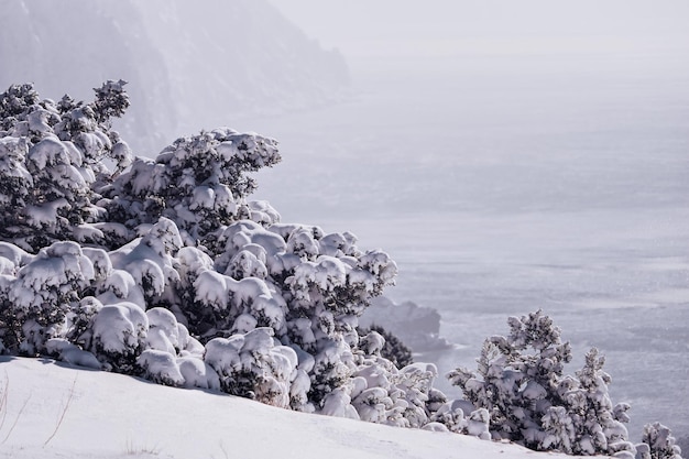 흐린 눈 덮인 날 juniperus sp 서리가 내린 겨울 시간에 눈과 얼음 아래 주니퍼 가지와 원뿔