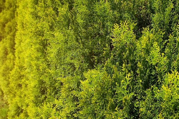 juniper branches growing in the park