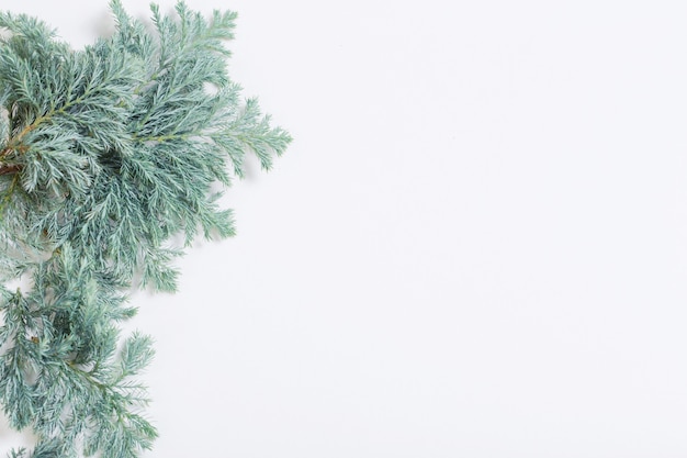 Juniper branches on white background