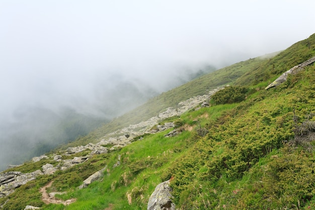 Juniper bush and large stones on summer mountainside (Ukraine, Carpathian Mountains)