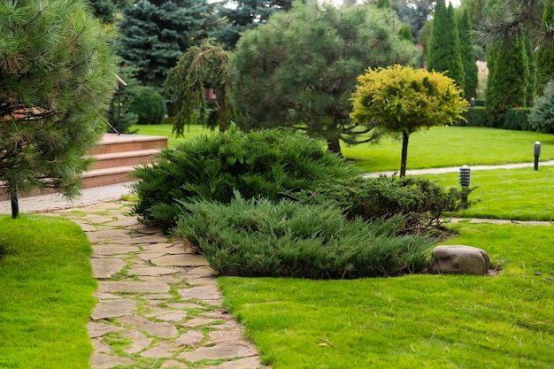 Juniper bushes fir trees path in landscape design