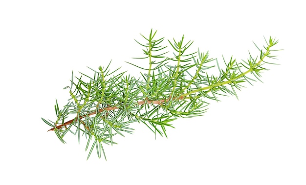 Juniper green branch isolated on white background