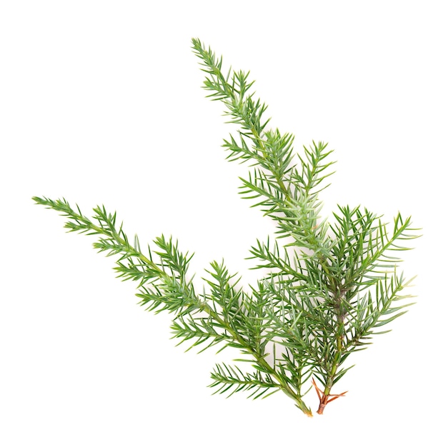 Juniper green branch, isolated  .