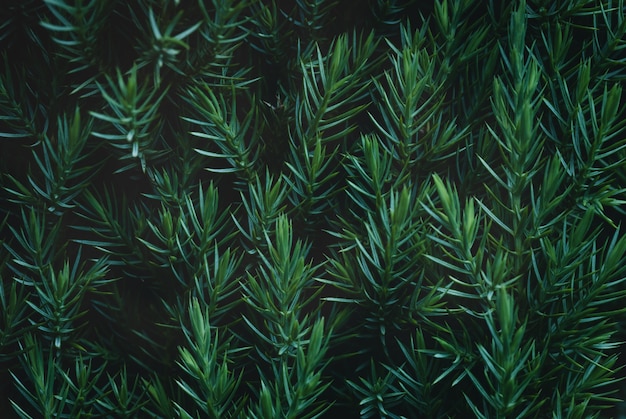 Juniper hedge texture in dark green tones close up