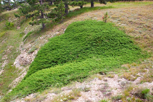 Juniper on mountain