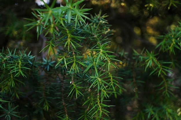 Juniper prickly