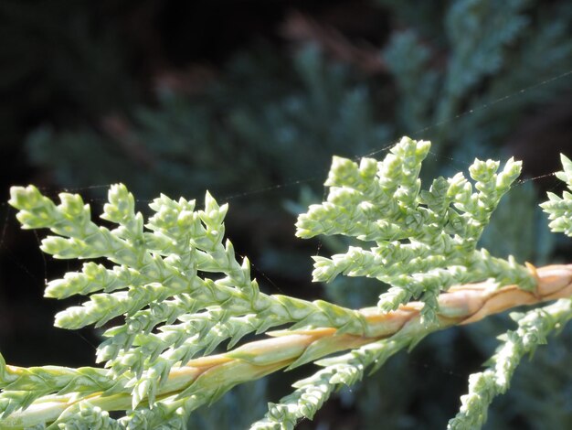 Photo juniper shoots in the bright sun