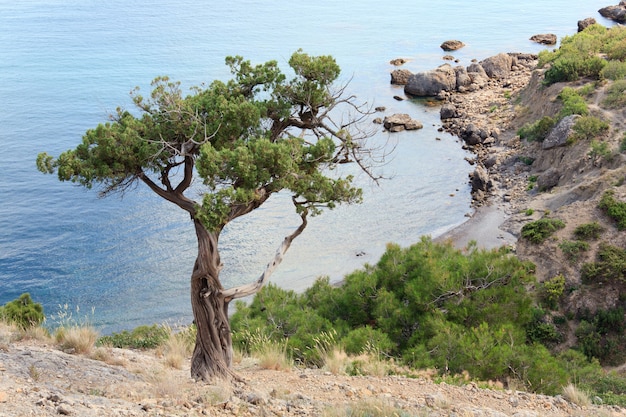 Juniper tree on rock  ("Novyj Svit" reserve, Crimea, Ukraine).