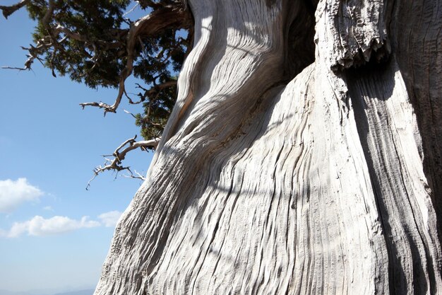 Juniper Tree