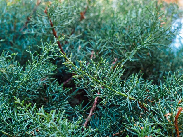 Juniper twigs montana closeup