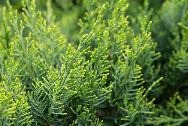 Juniperus chinensis bonsai plant in de tuin selectieve focus