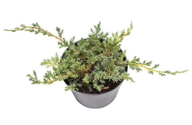 Juniperus horizontalis Blue Chip in een pot geïsoleerd op een witte achtergrond. Coniferen. Platliggend, bovenaanzicht