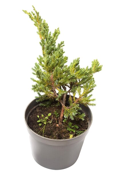 Juniperus horizontalis Blue Chip in een pot geïsoleerd op een witte achtergrond. Coniferen. Platliggend, bovenaanzicht