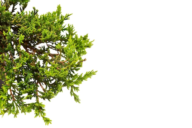 Juniperus horizontalis 골든 카펫 텍스트에 대 한 흰색 배경 장소에 고립 침 엽 수 평면 누워 평면도