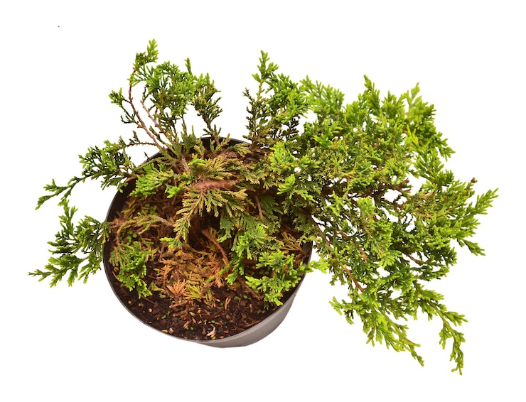 Photo juniperus horizontalis 흰색 배경에 고립 된 냄비에 황금 카펫 침엽수 나무 평면 누워 평면도
