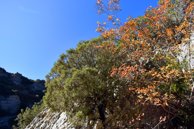 Juniperus phoenicea en Amelanchier ovalis op de rotsen