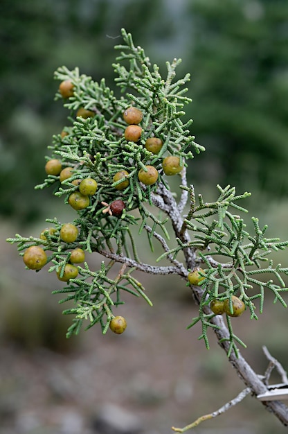 Juniperus phoenicea is een soort naaldboom die leeft in het Middellandse Zeegebied